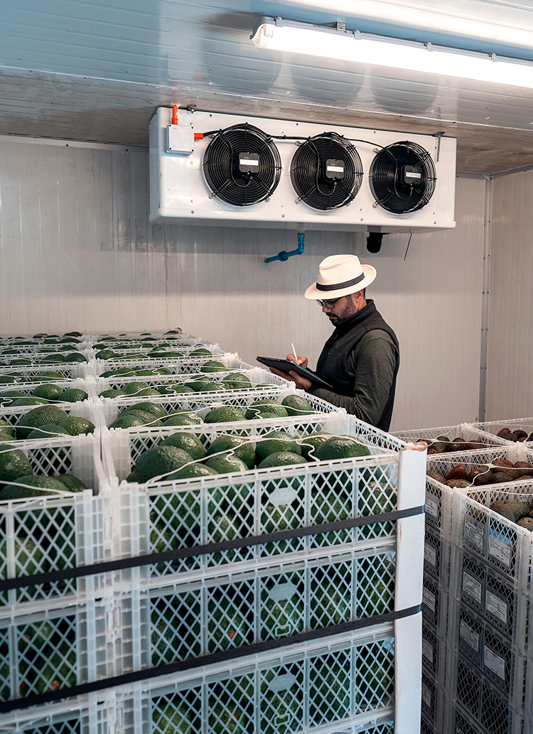 worker with a tablet writing in a hass avocado refrigerator or warehouse